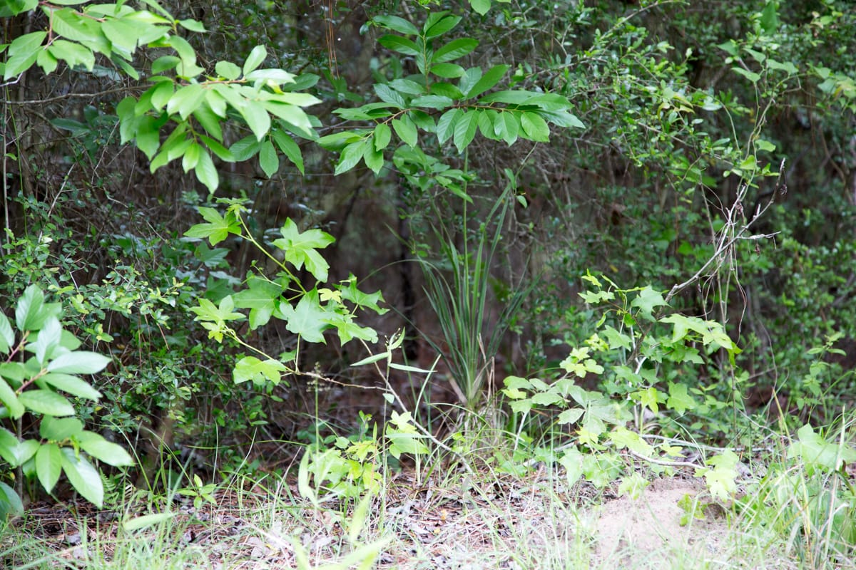 Rayburn Country Tract 285 photo 10