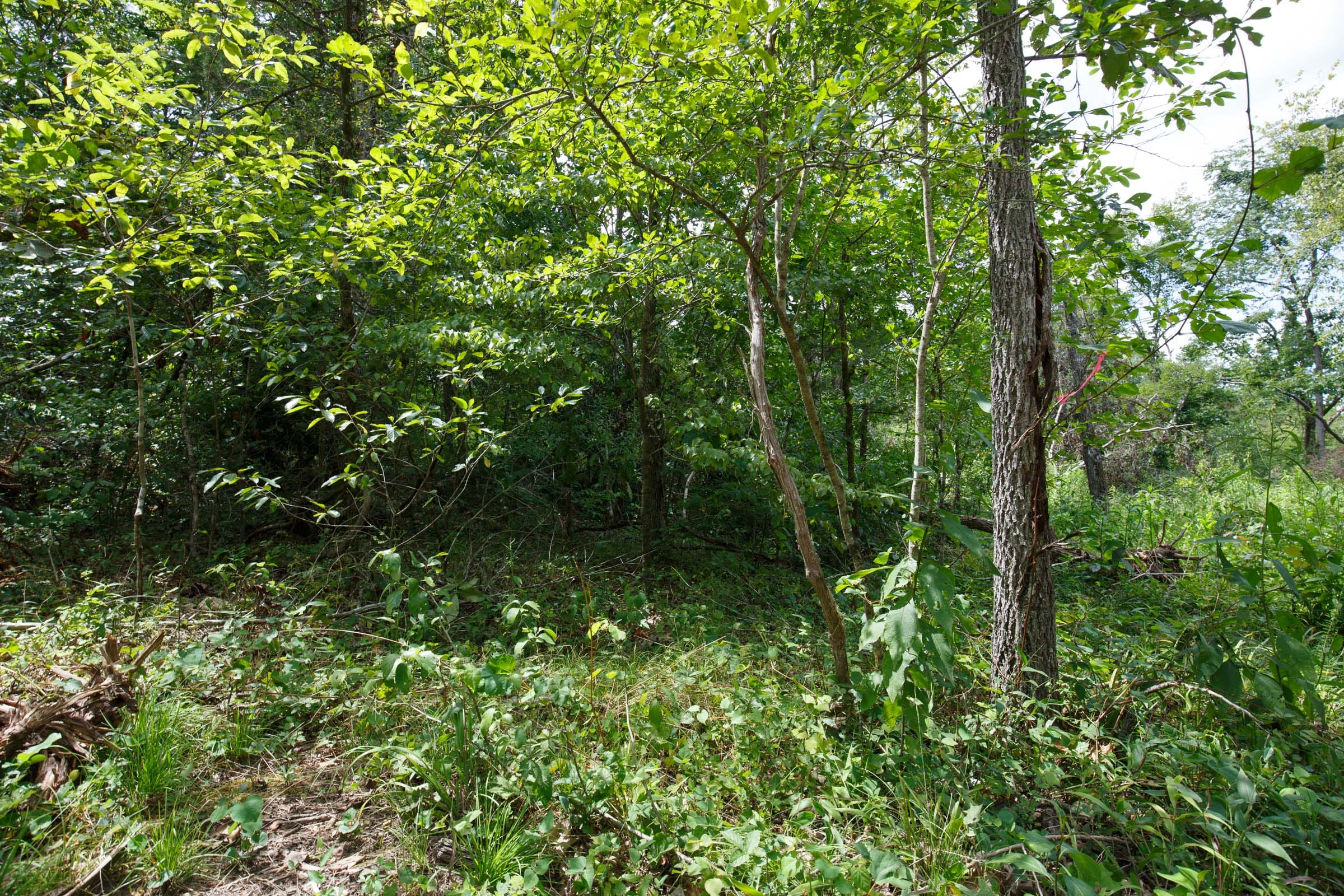 Wildwood Tract 14 photo 4