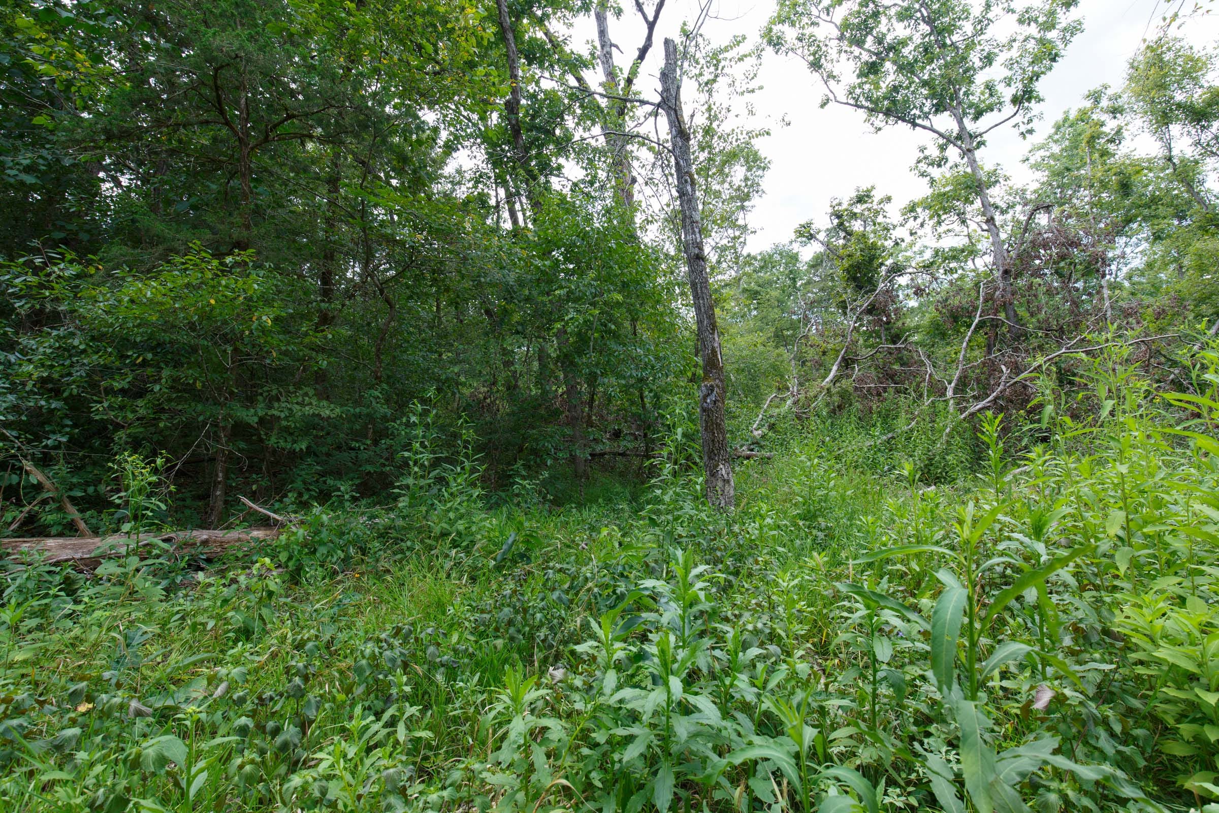 Wildwood Tract 14 photo 3