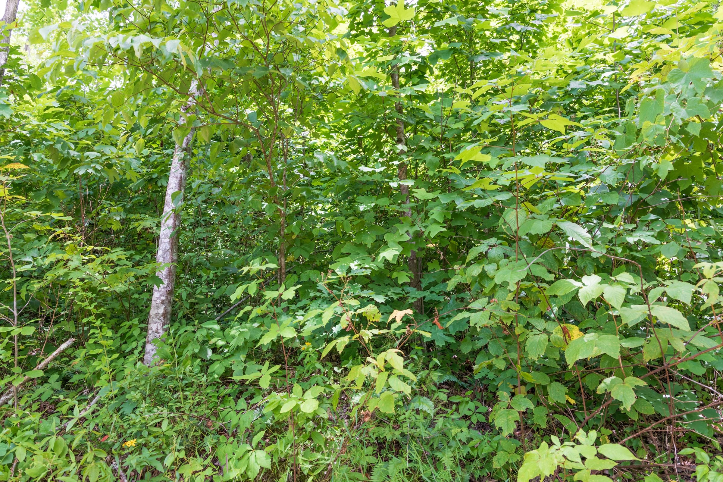 River’s Edge Tract 28 photo 2