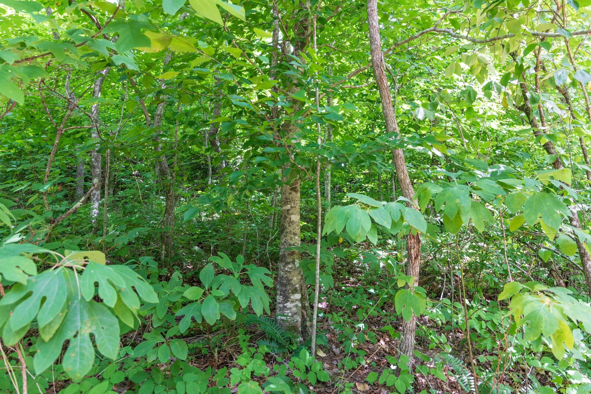 River’s Edge Tract 28 photo 3