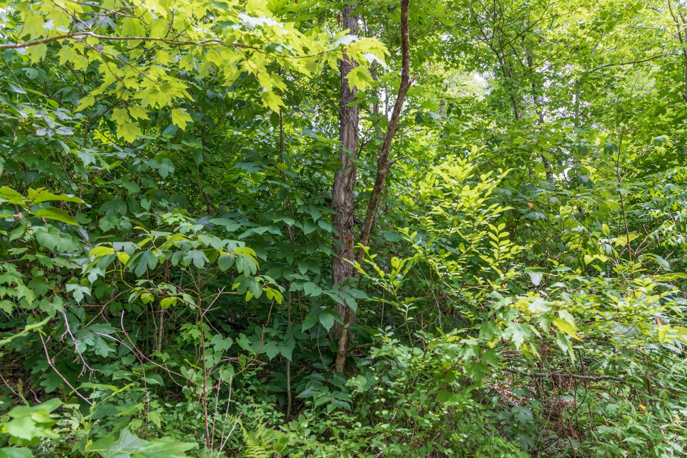 River’s Edge Tract 28 photo 5