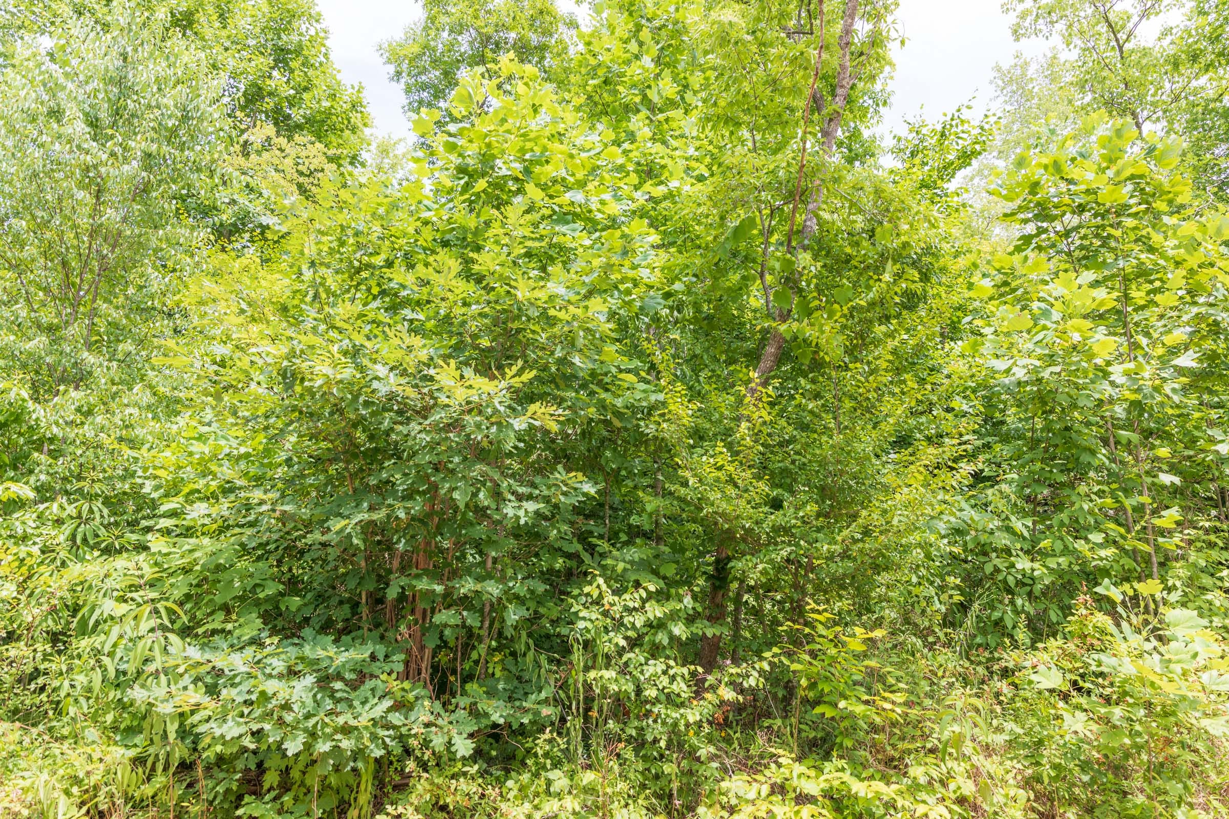 River’s Edge Tract 28 photo 7