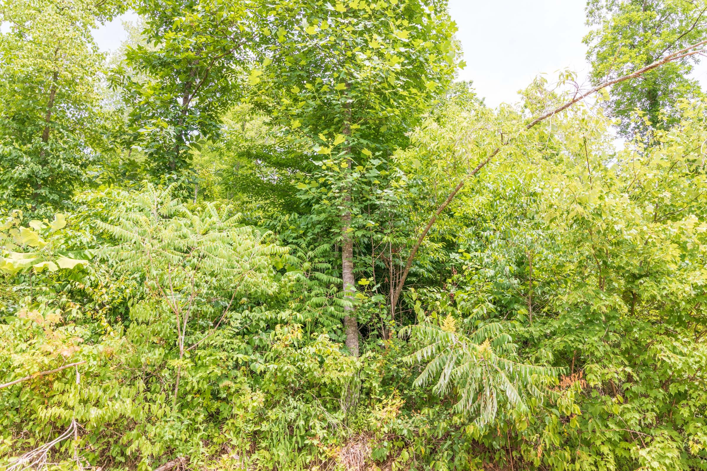 River’s Edge Tract 28 photo 8