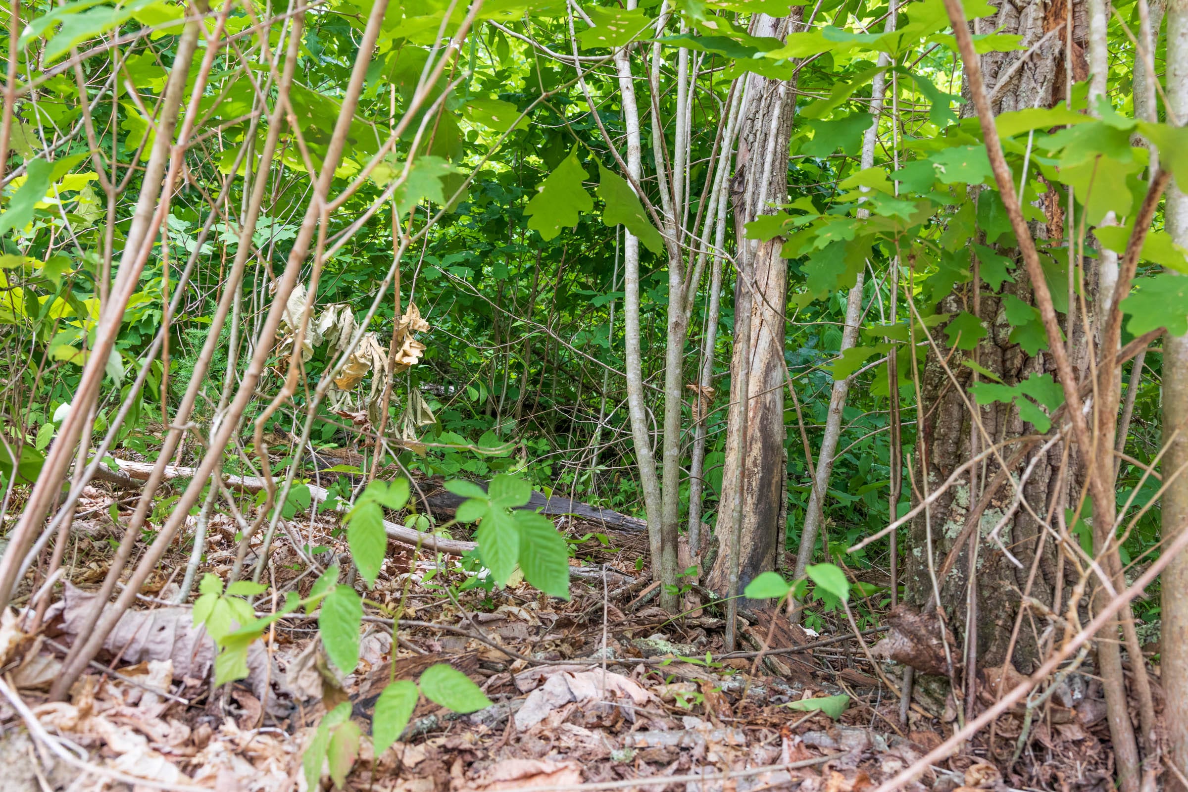 River’s Edge Tract 28 photo 9