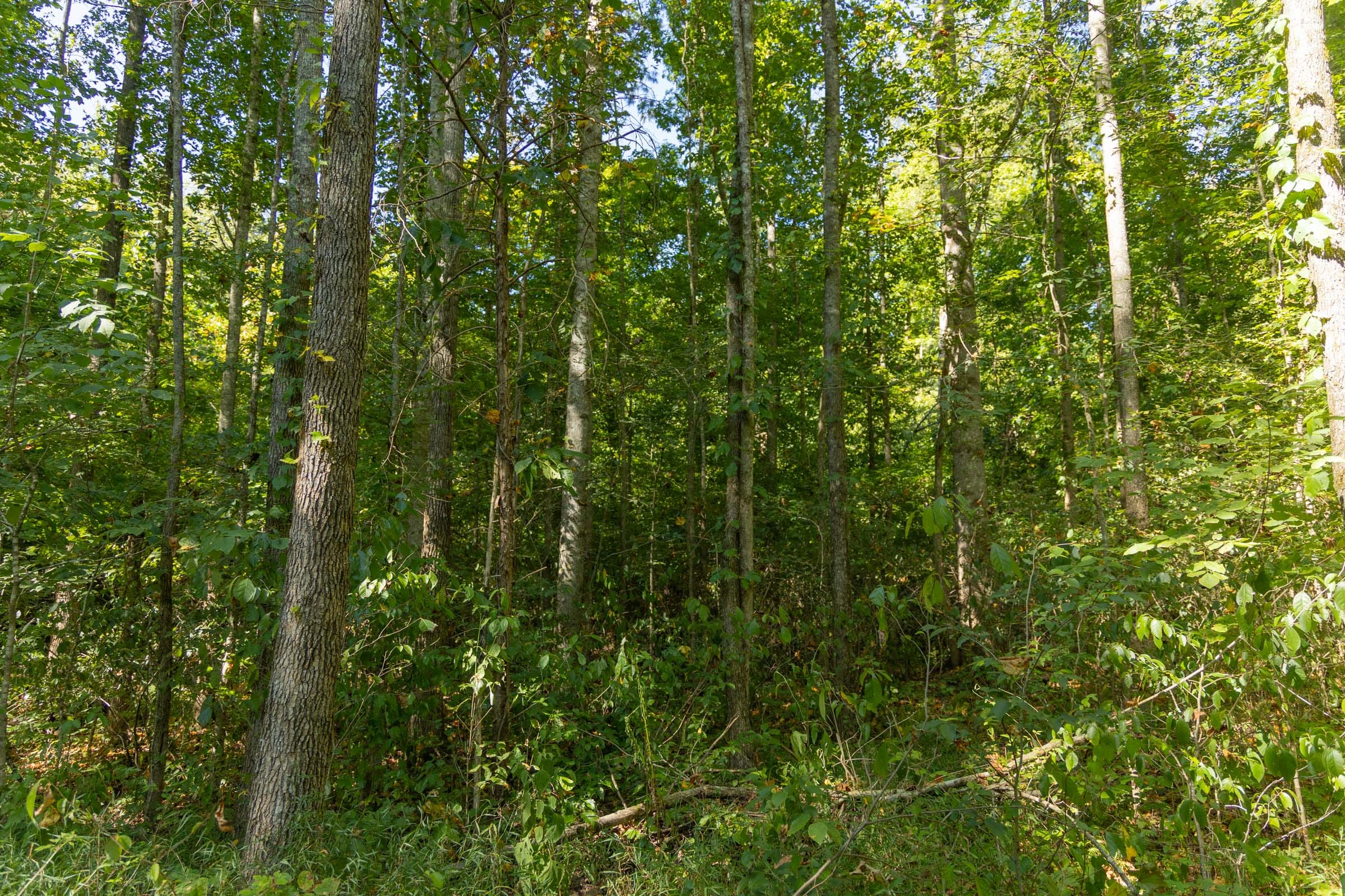 Big White Oak Tract 114 photo 14
