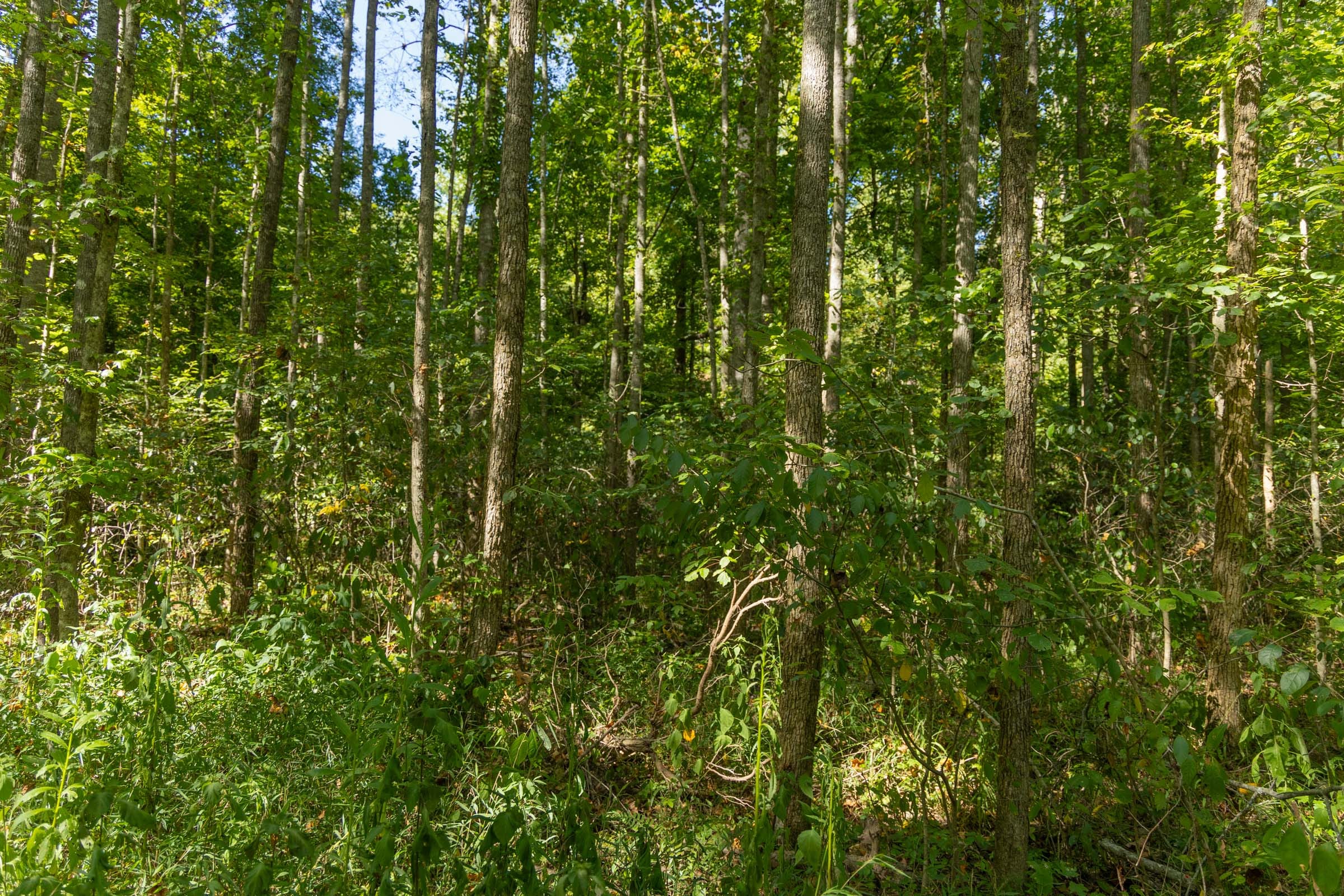 Big White Oak Tract 114 photo 13