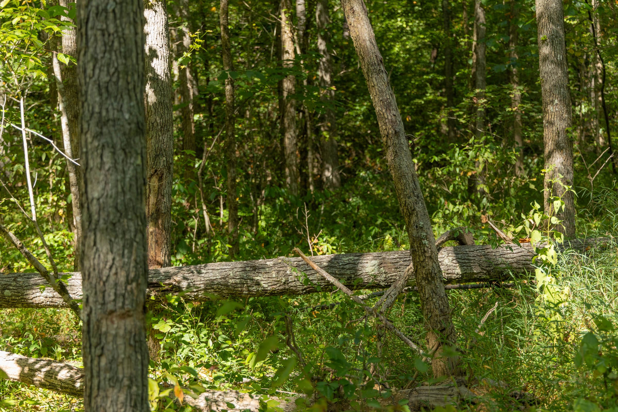 Big White Oak Tract 114 photo 12