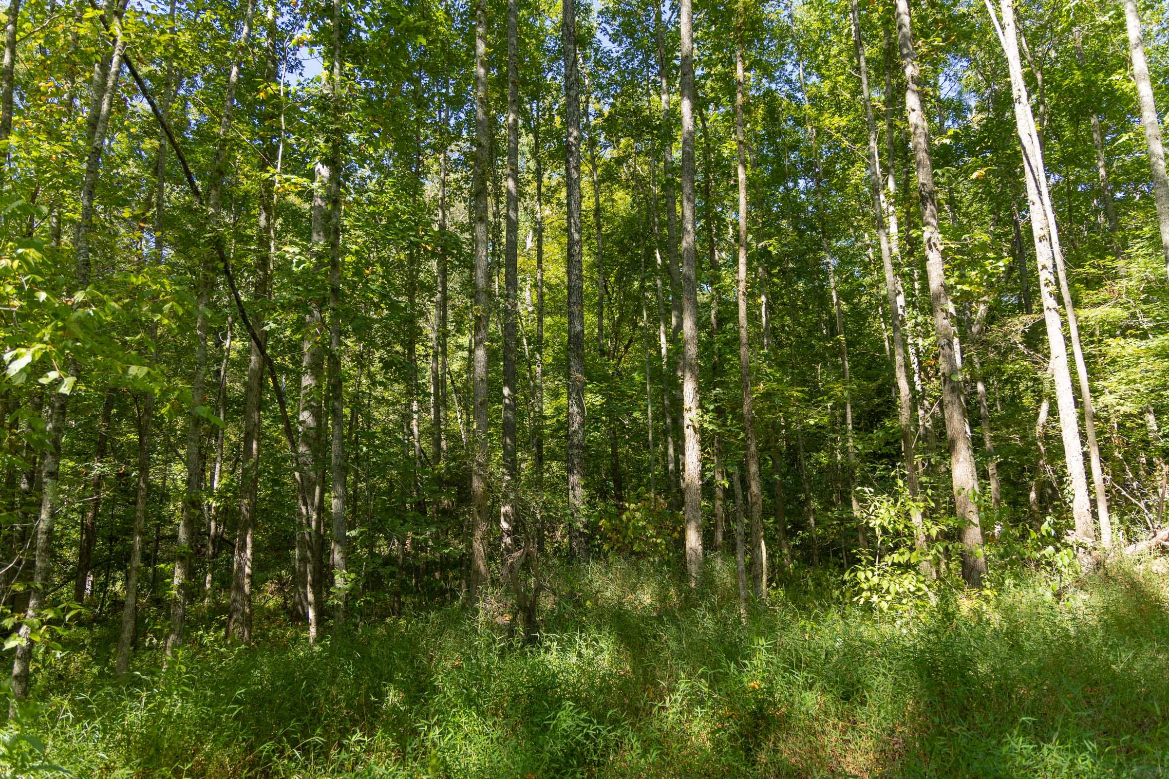 Big White Oak Tract 114 photo 11