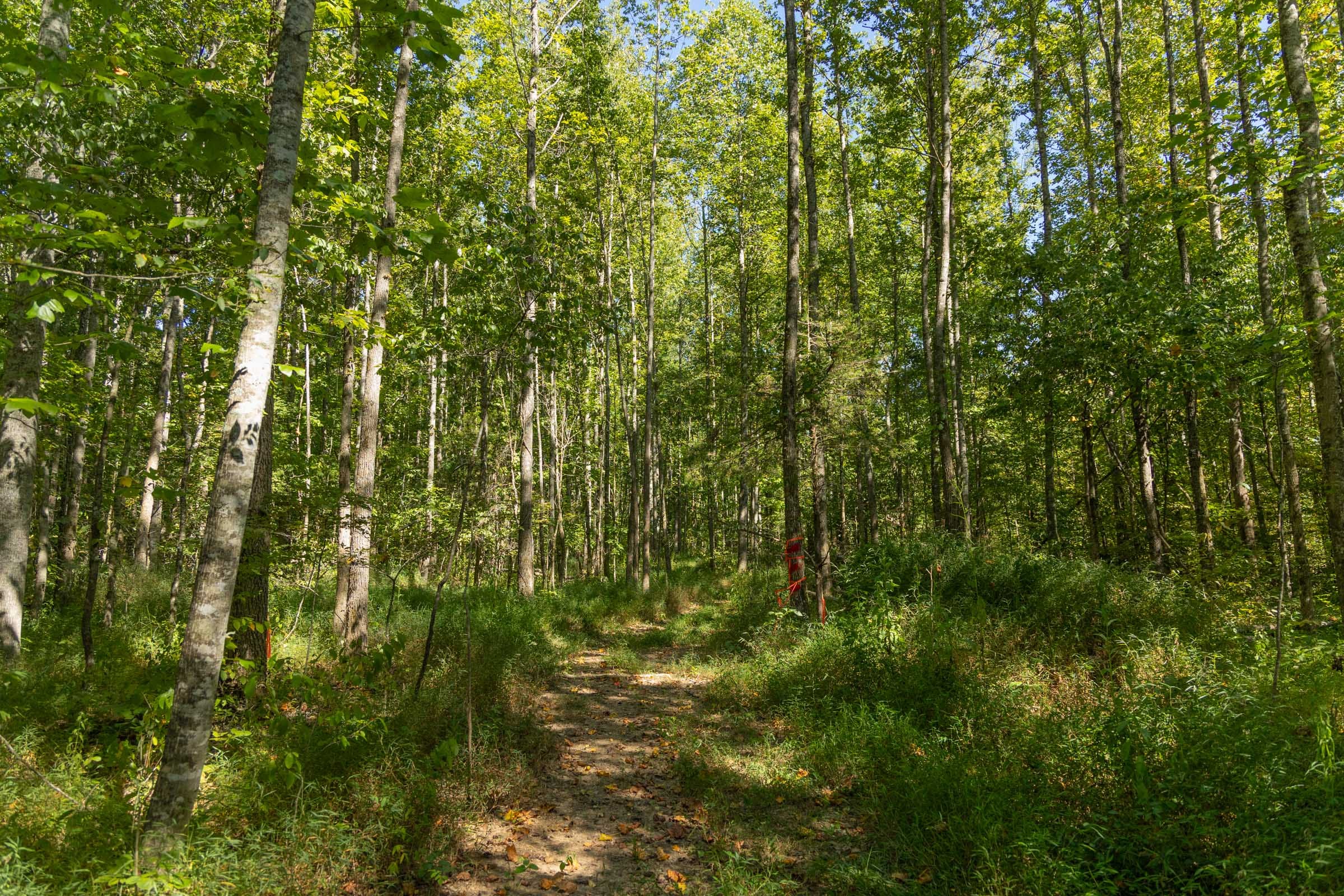 Big White Oak Tract 114 photo 10
