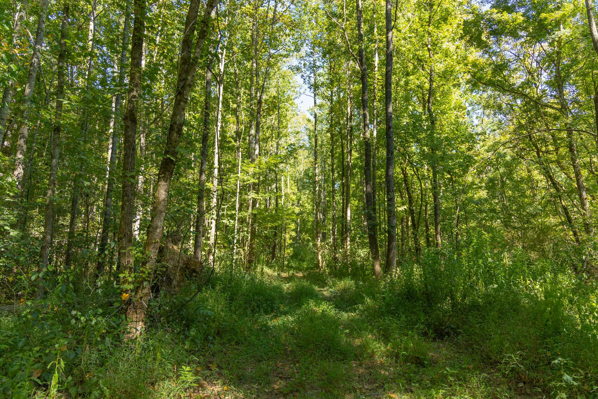 Big White Oak Tract 114 photo 9