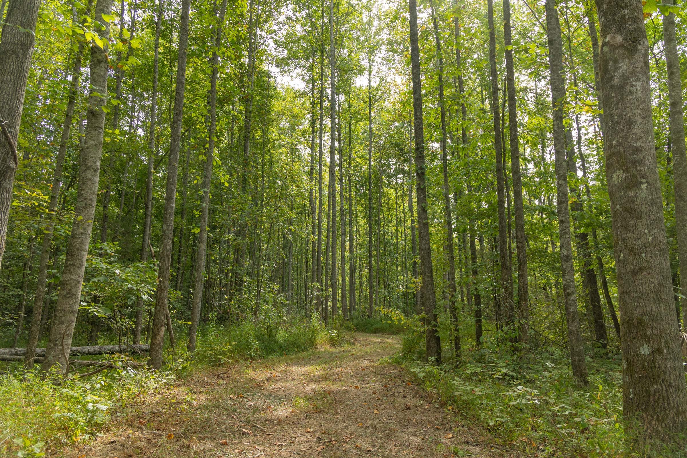Big White Oak Tract 114 photo 8