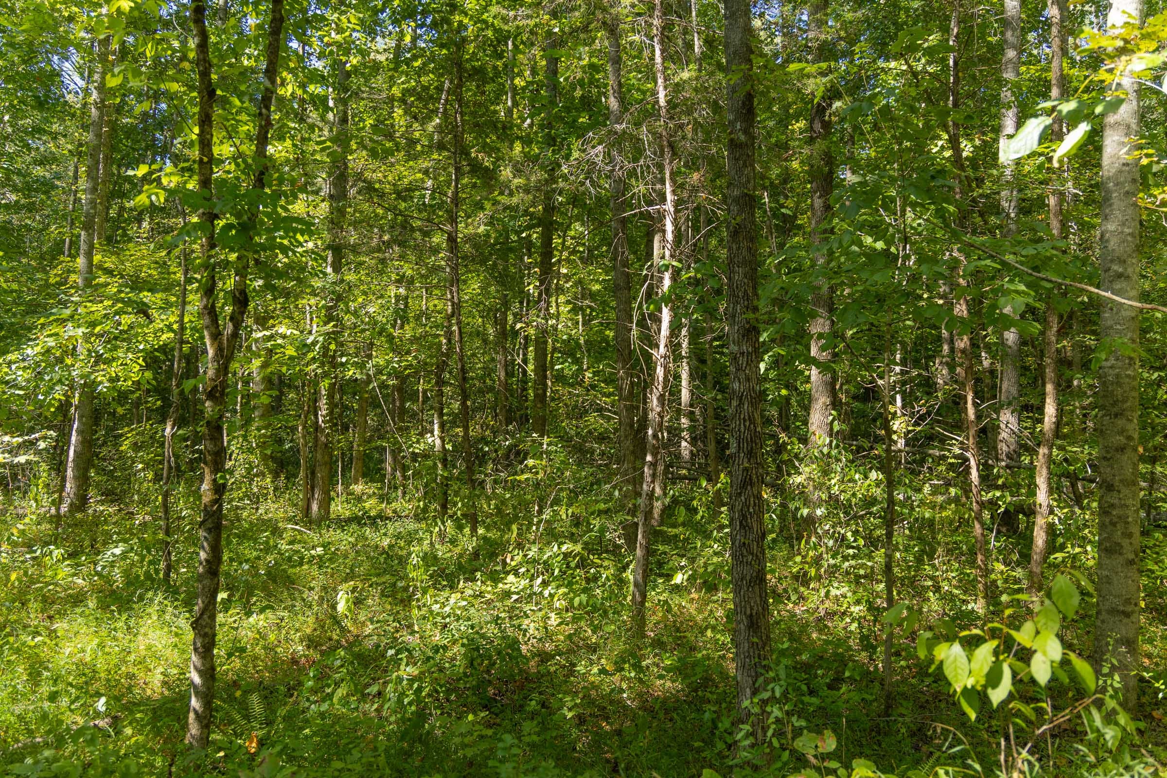 Big White Oak Tract 114 photo 7