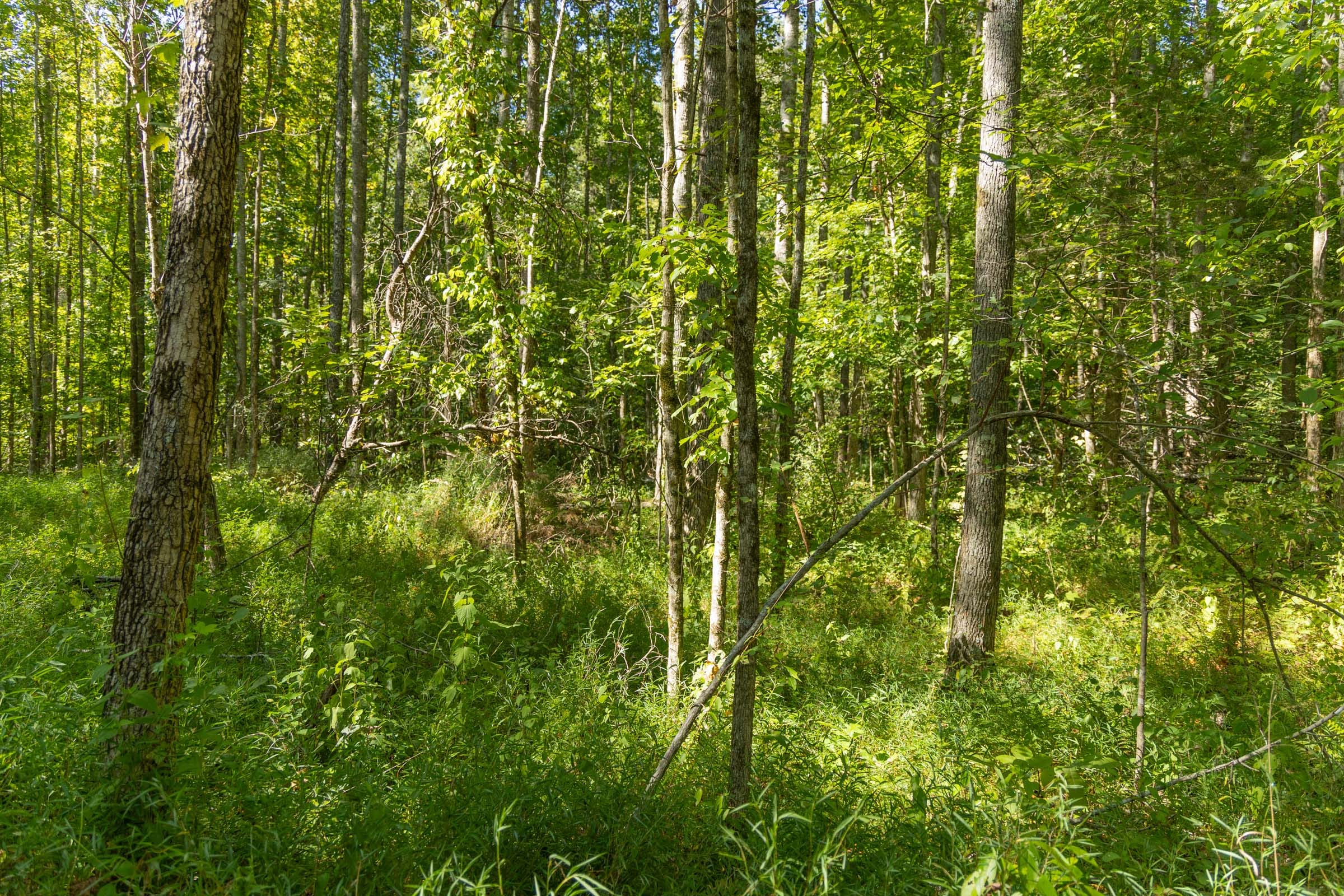 Big White Oak Tract 114 photo 6