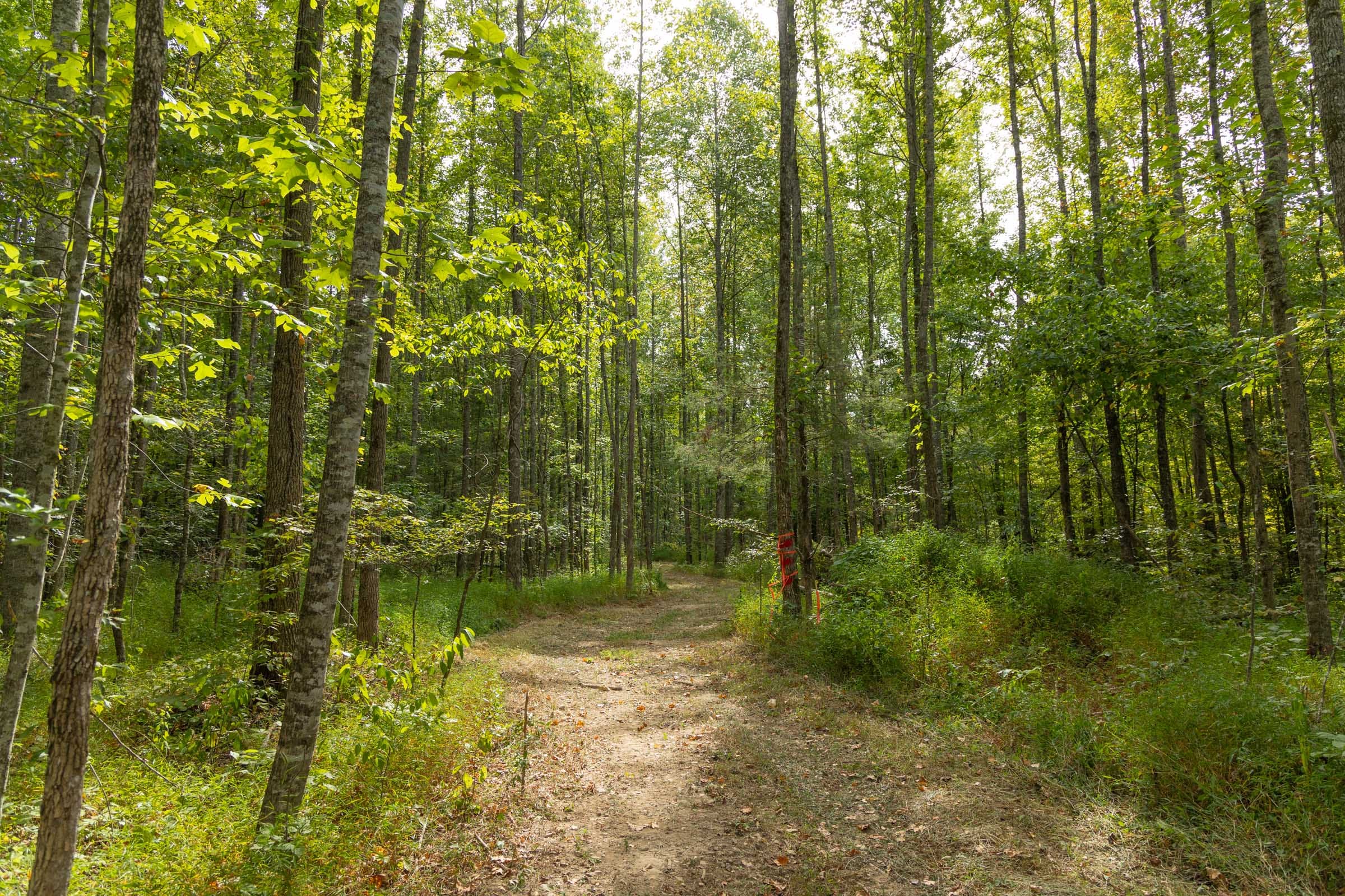 Big White Oak Tract 114 photo 1