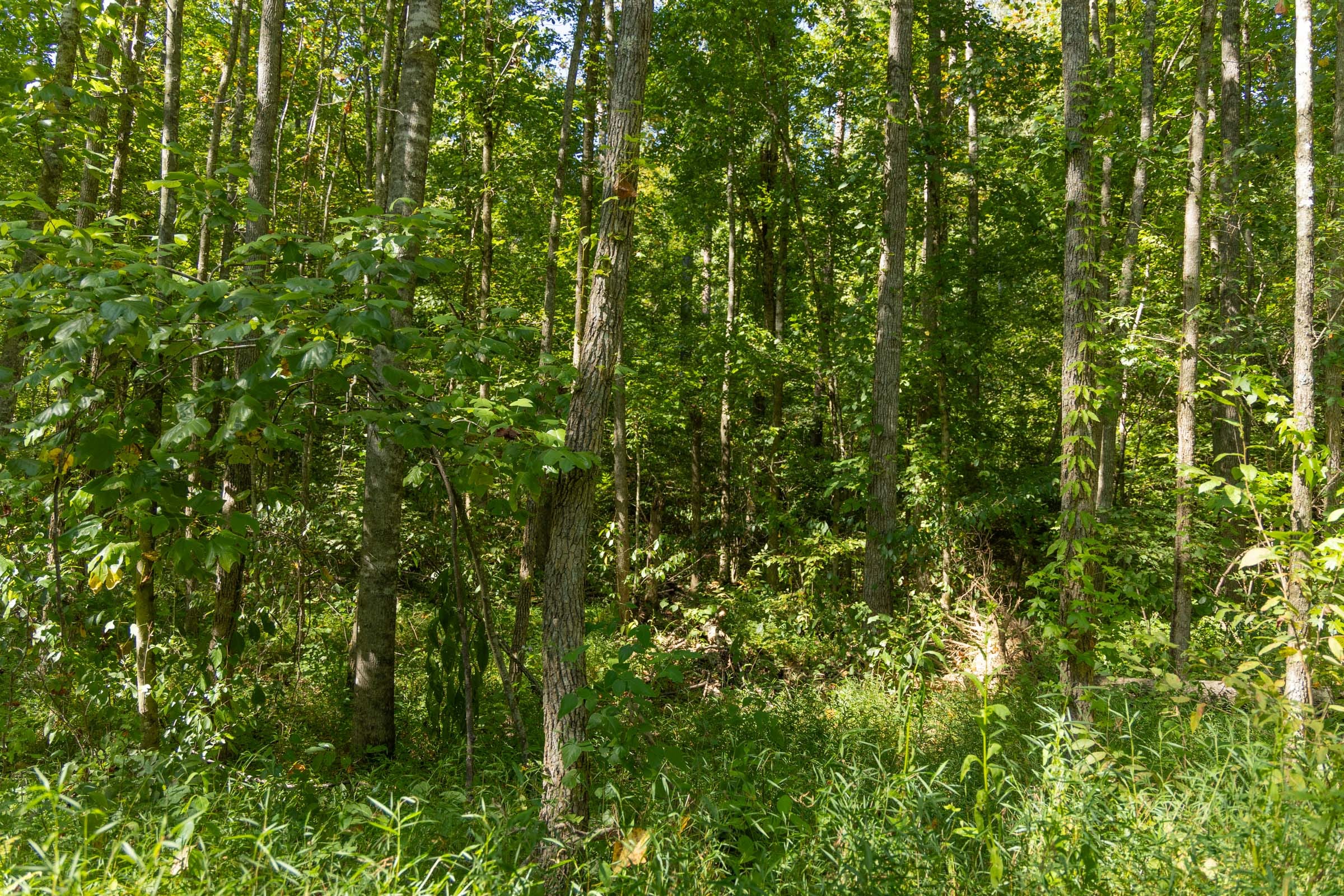 Big White Oak Tract 114 photo 5