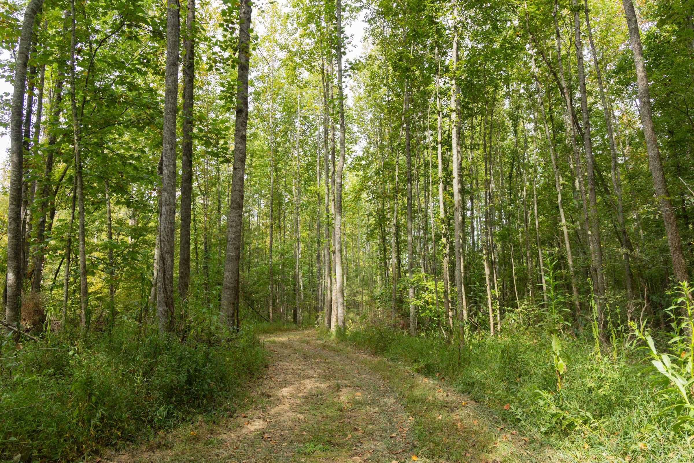 Big White Oak Tract 114 photo 4