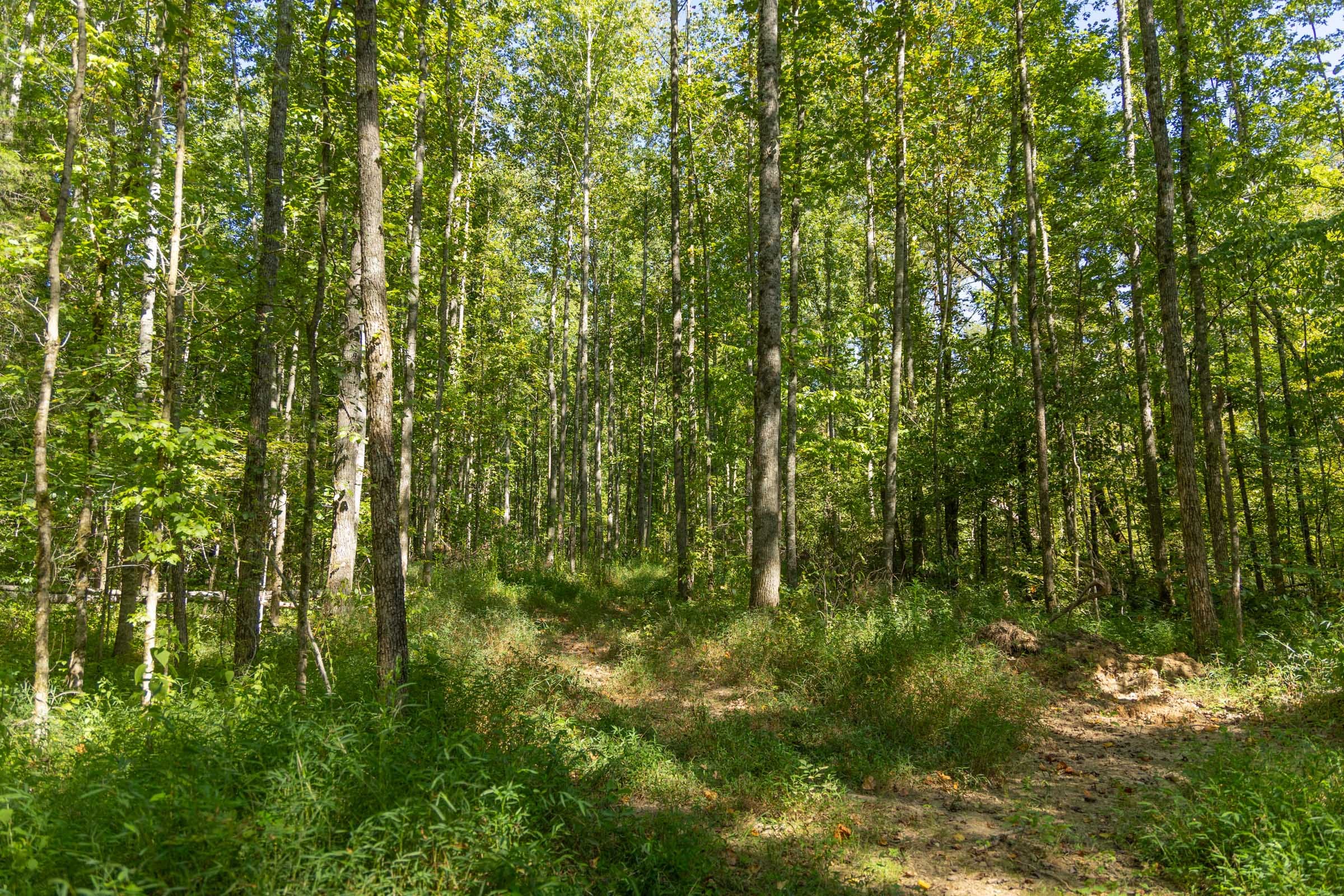 Big White Oak Tract 114 photo 3