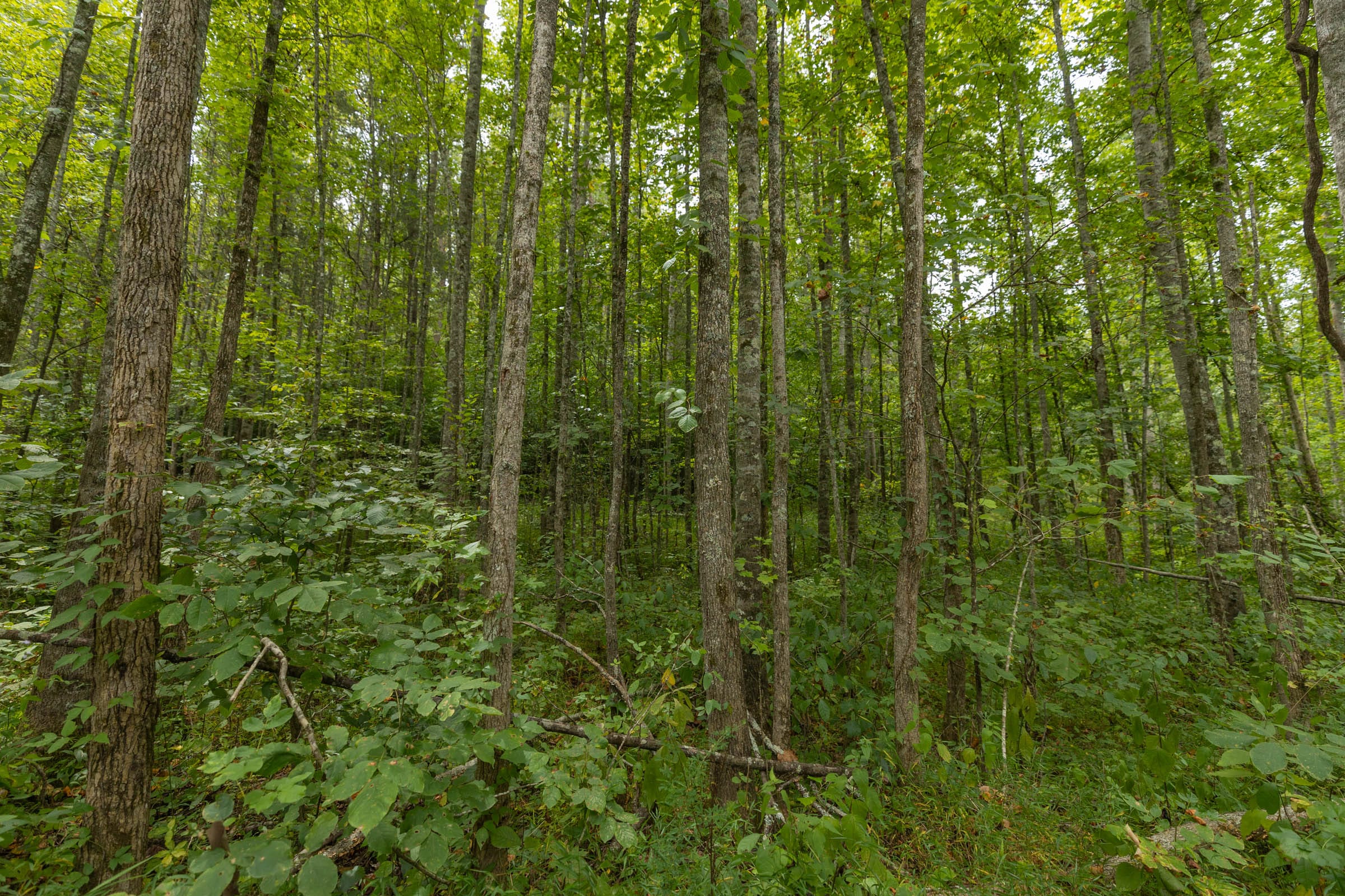 Big White Oak Tract 150 photo 13