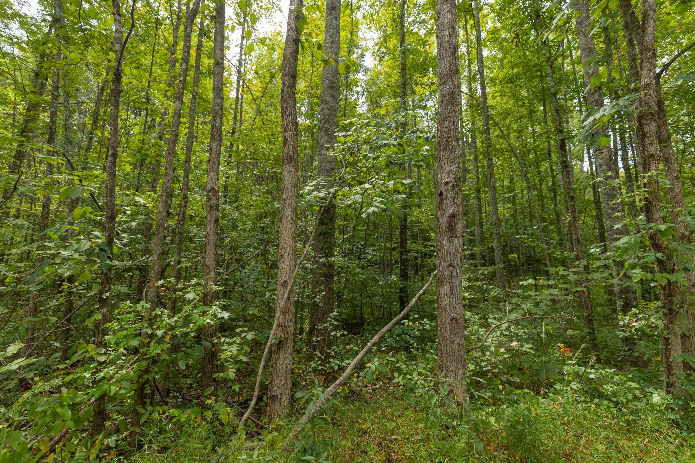 Big White Oak Tract 150 photo 12