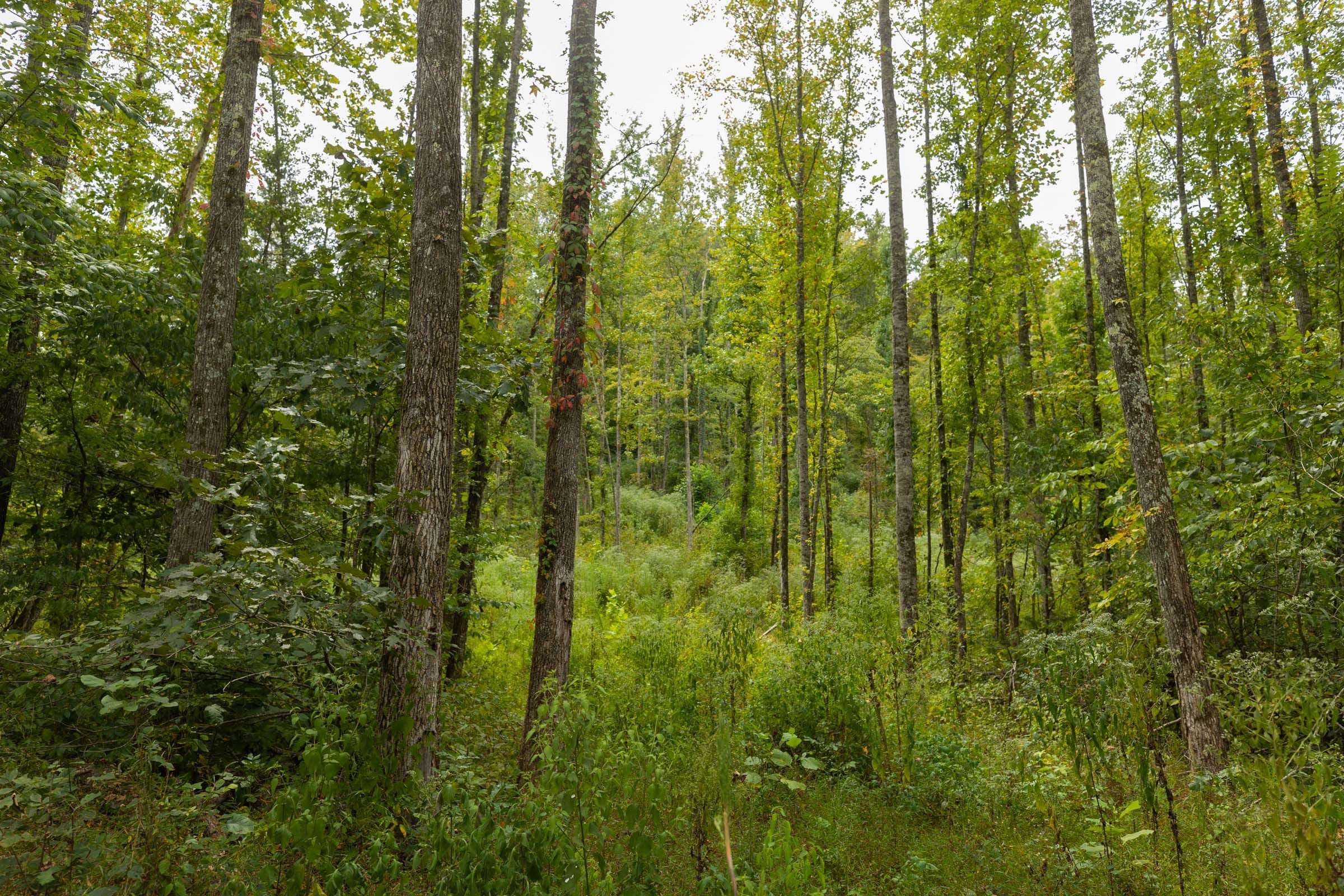 Big White Oak Tract 150 photo 11