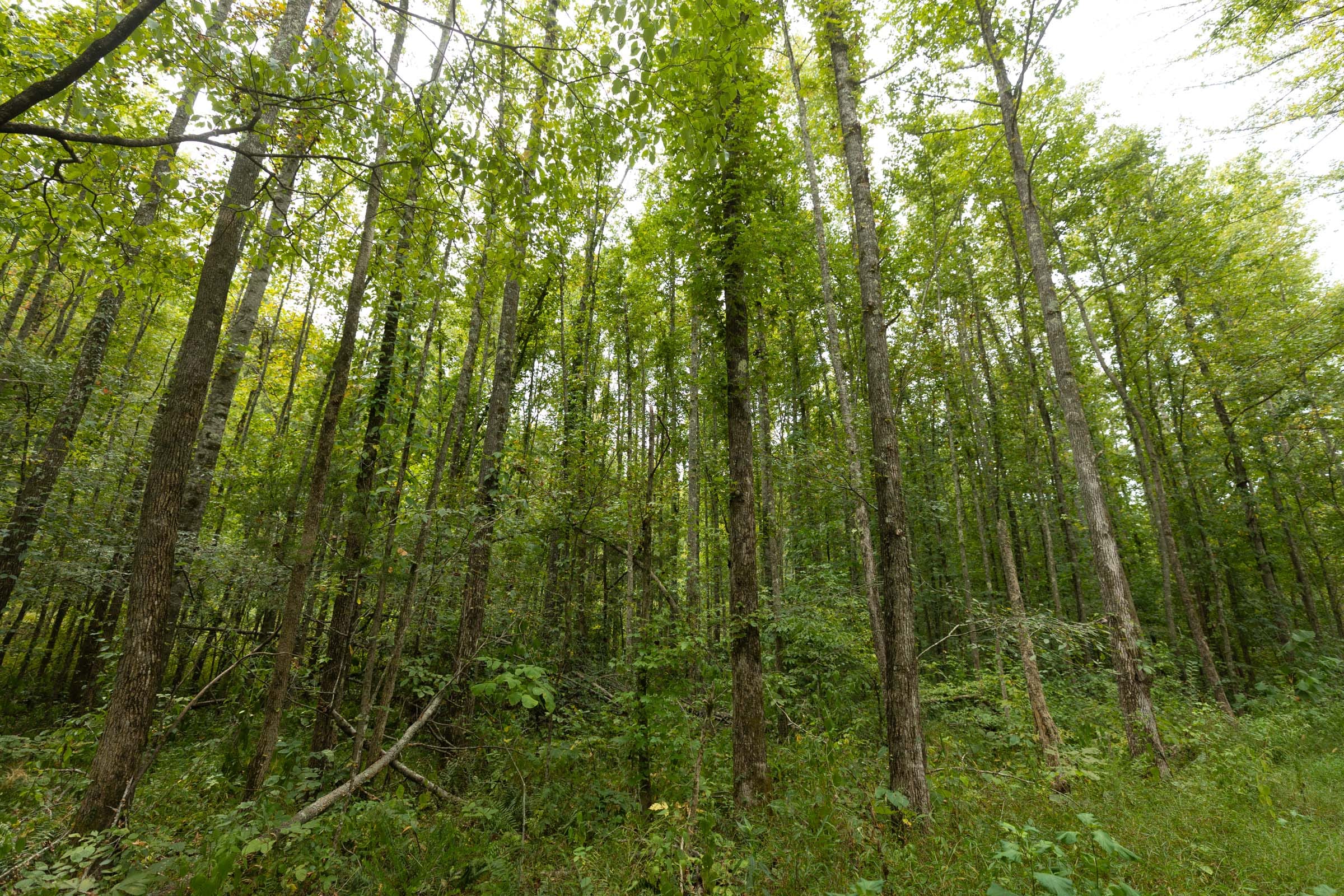 Big White Oak Tract 150 photo 10