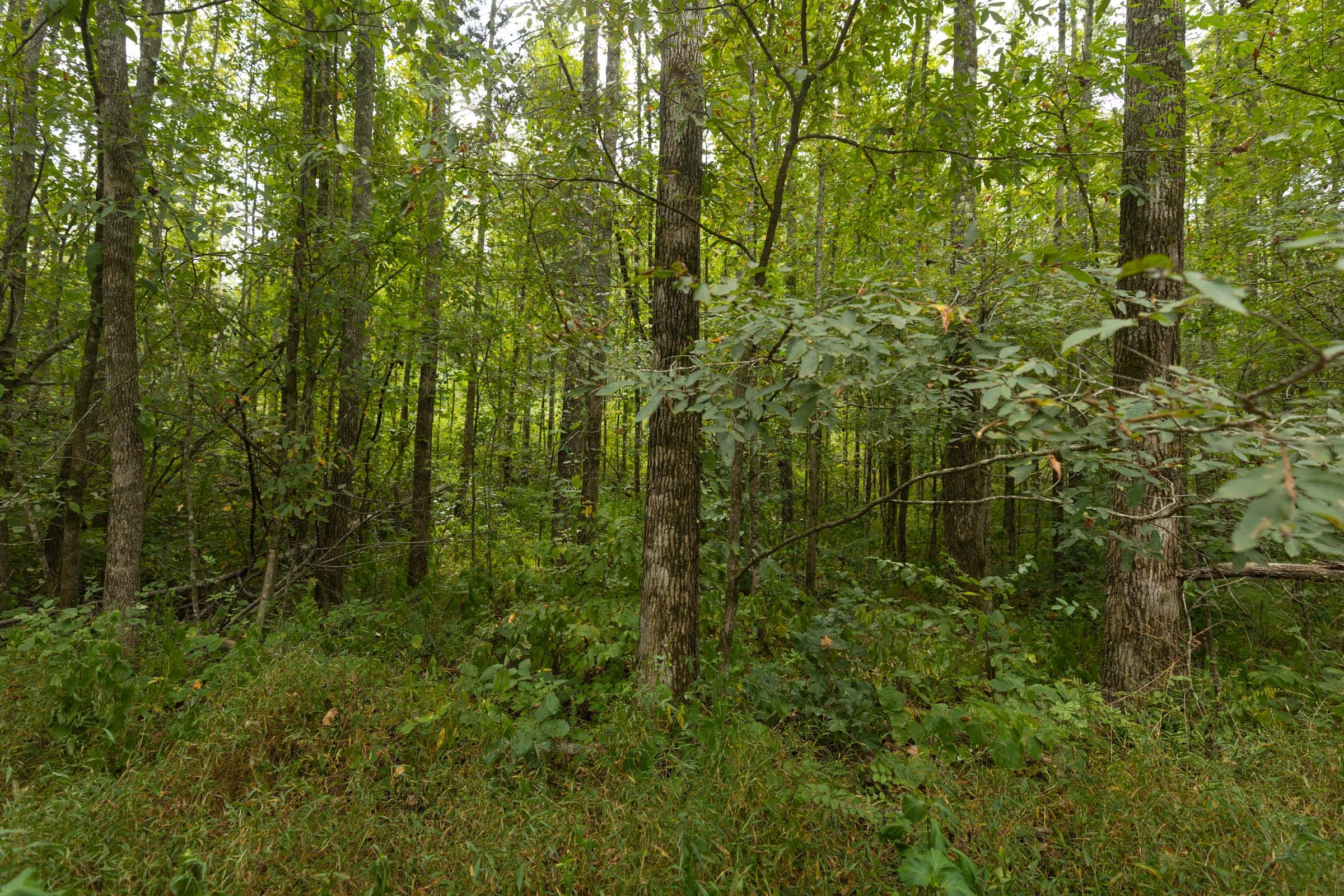 Big White Oak Tract 150 photo 9