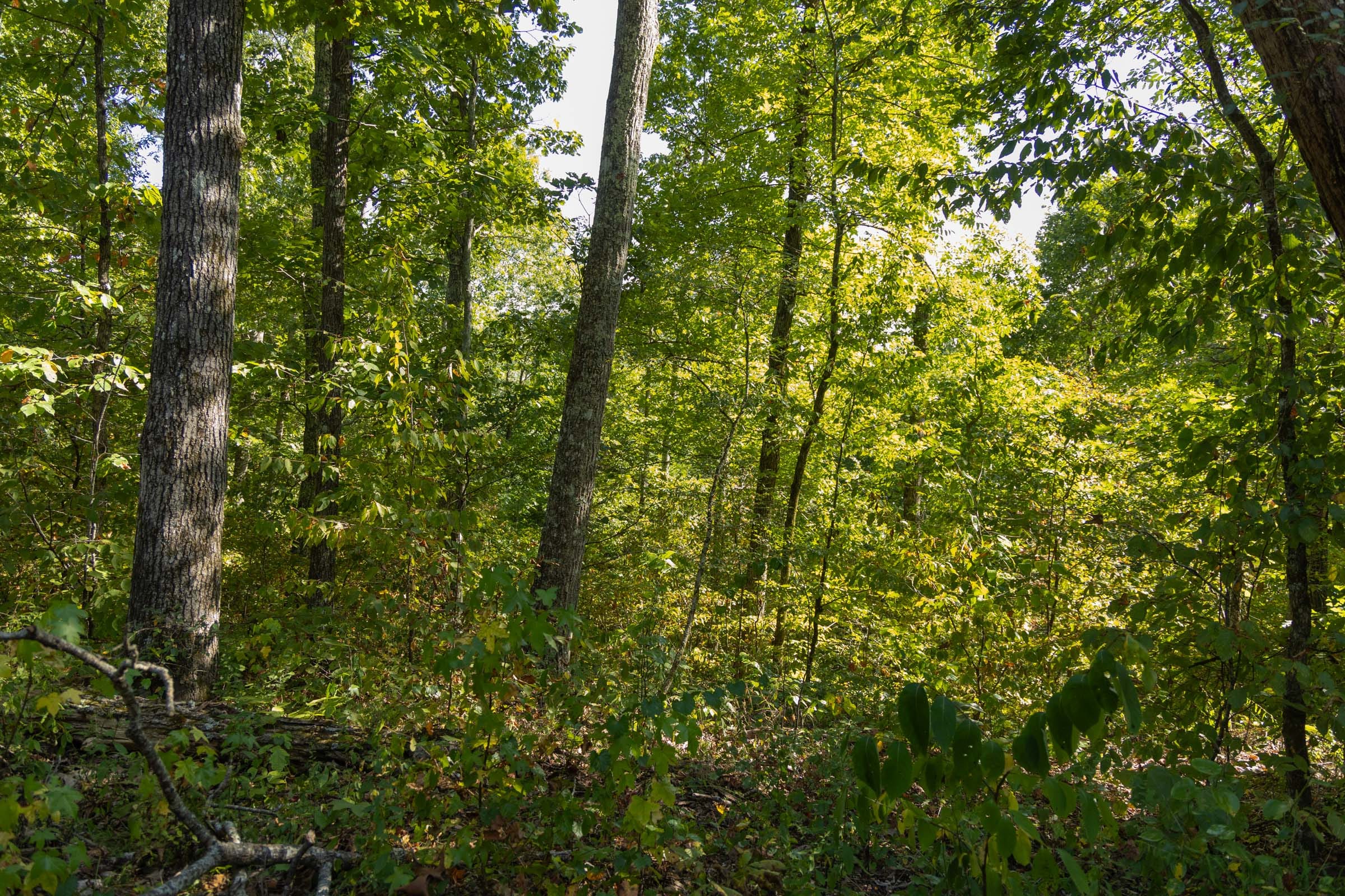 Big White Oak Tract 150 photo 8