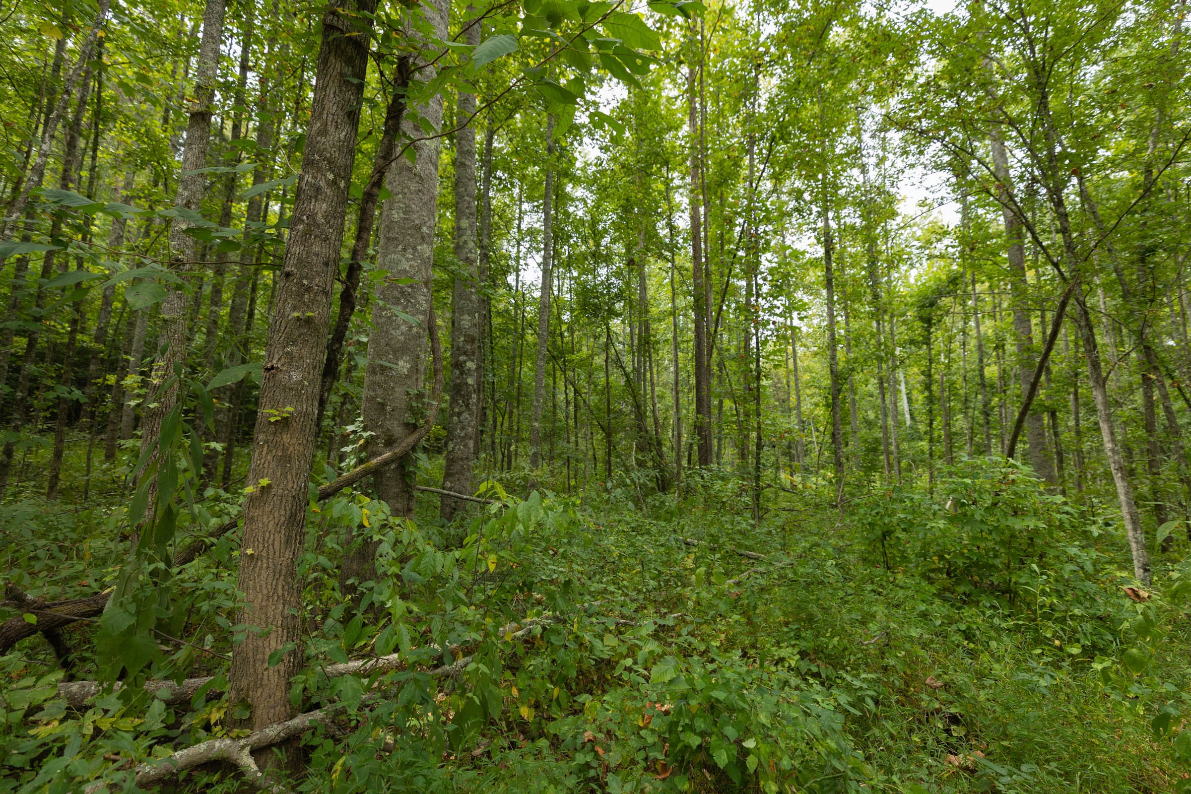 Big White Oak Tract 150 photo 7