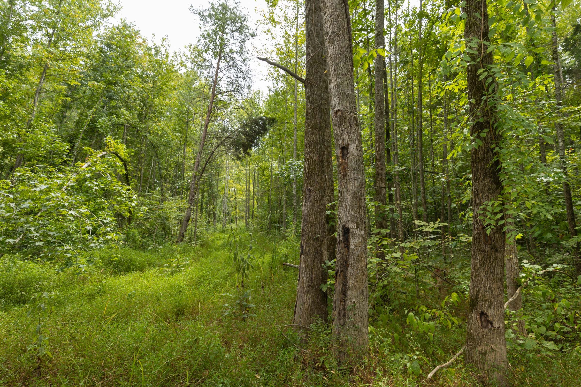 Big White Oak Tract 150 photo 6