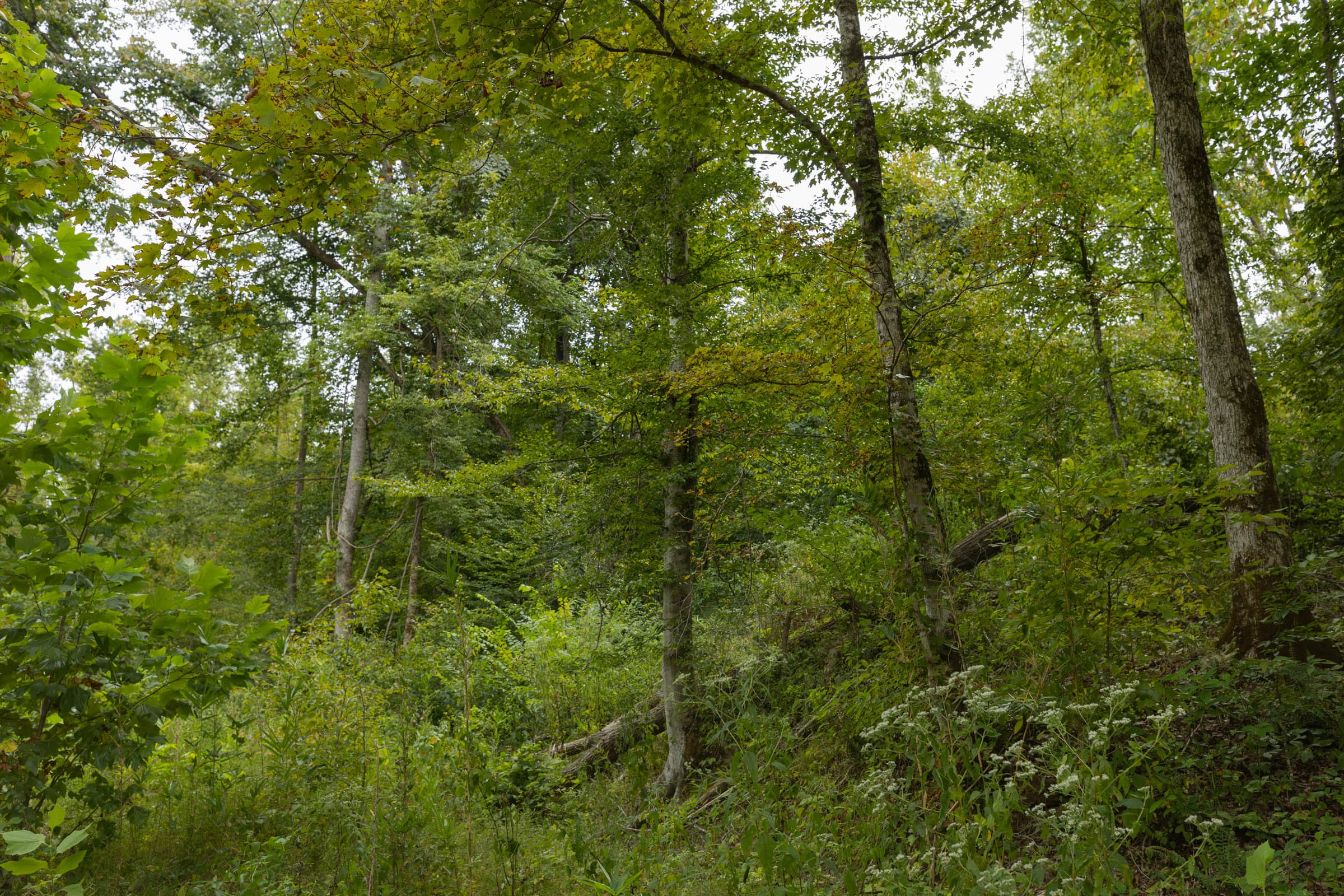 Big White Oak Tract 150 photo 5