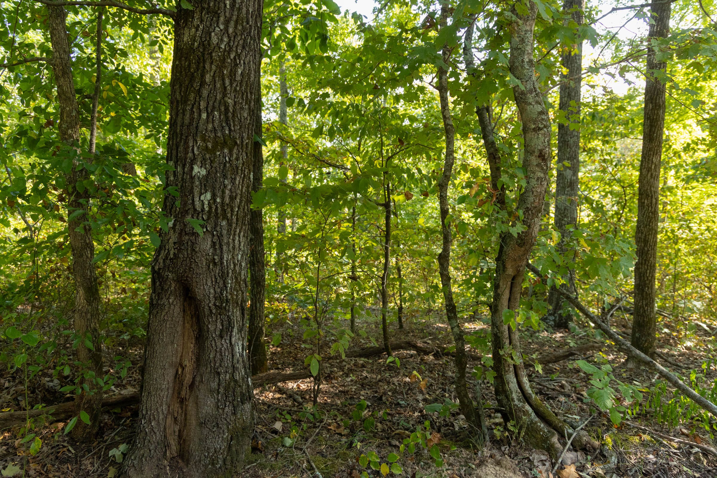 Big White Oak Tract 150 photo 4