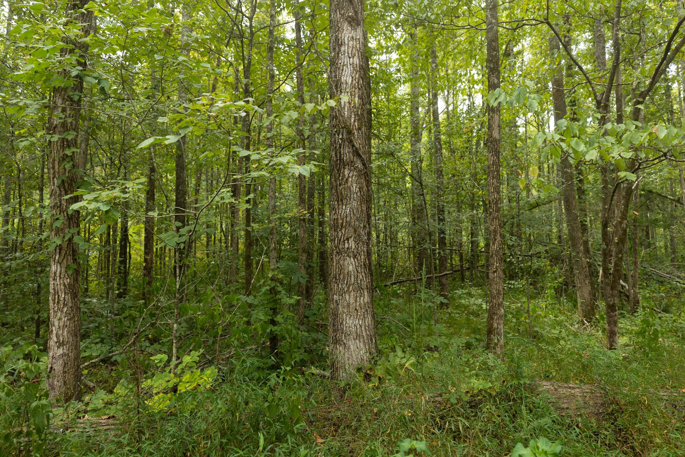 Big White Oak Tract 150 photo 3