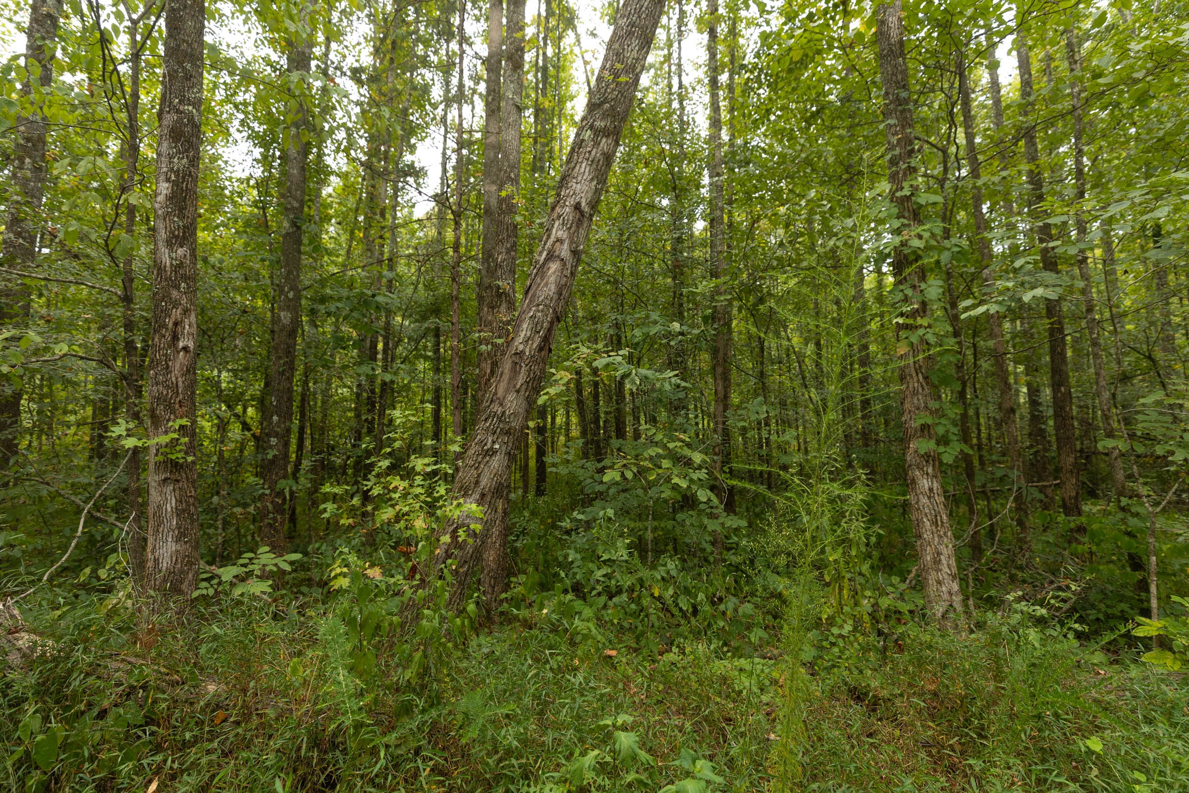 Big White Oak Tract 150 photo 2