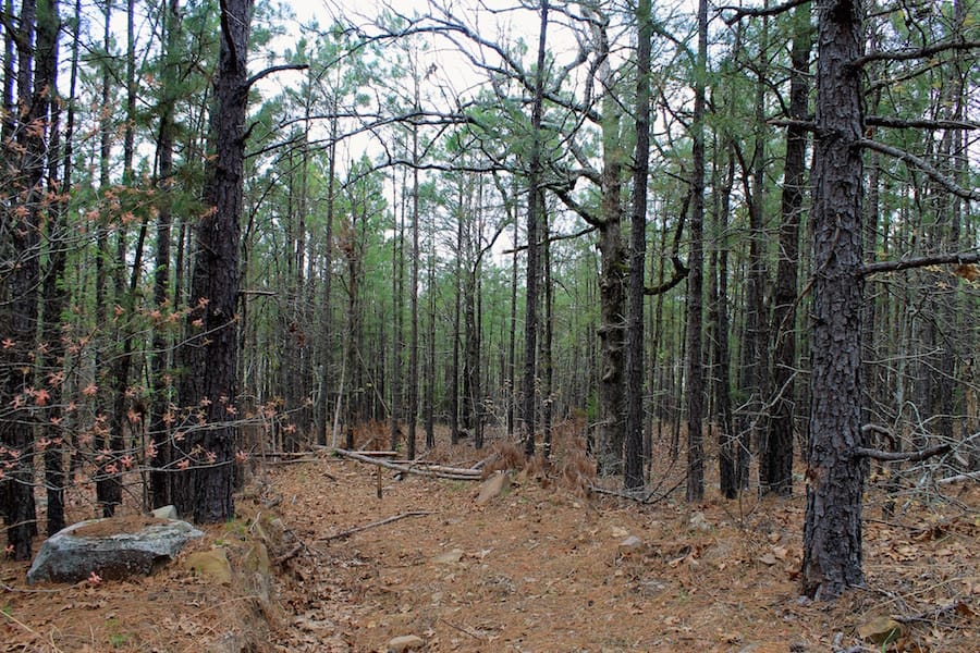 Trophy Ridge Phase III Tract 49 photo 3