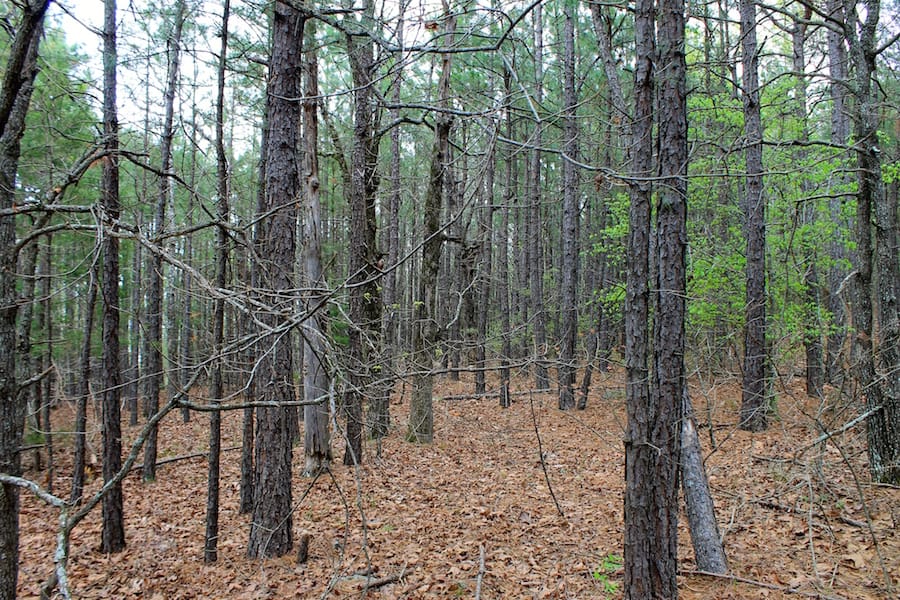 Trophy Ridge Phase III Tract 49 photo 4
