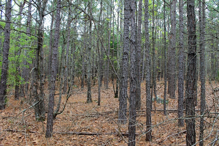 Trophy Ridge Phase III Tract 49 photo 5