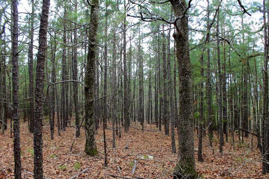 Trophy Ridge Phase III Tract 49 photo 6