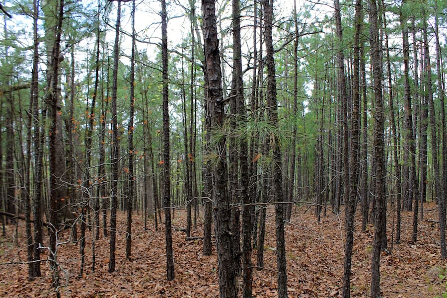Trophy Ridge Phase III Tract 49 photo 7