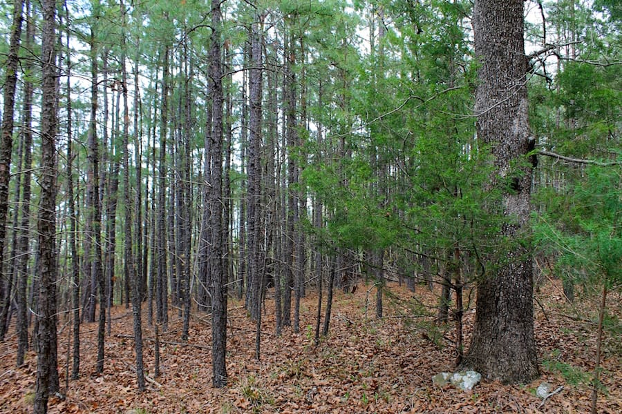 Trophy Ridge Phase III Tract 49 photo 8
