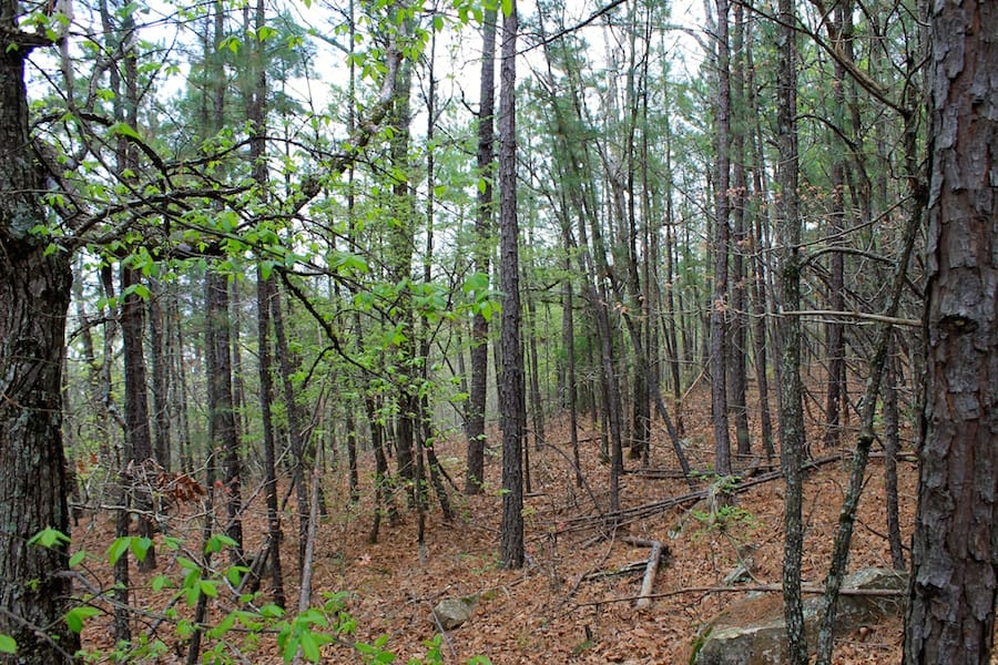 Trophy Ridge Phase III Tract 49 photo 9