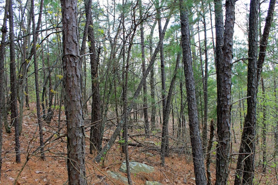 Trophy Ridge Phase III Tract 49 photo 10