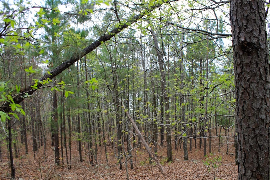 Trophy Ridge Phase III Tract 49 photo 11