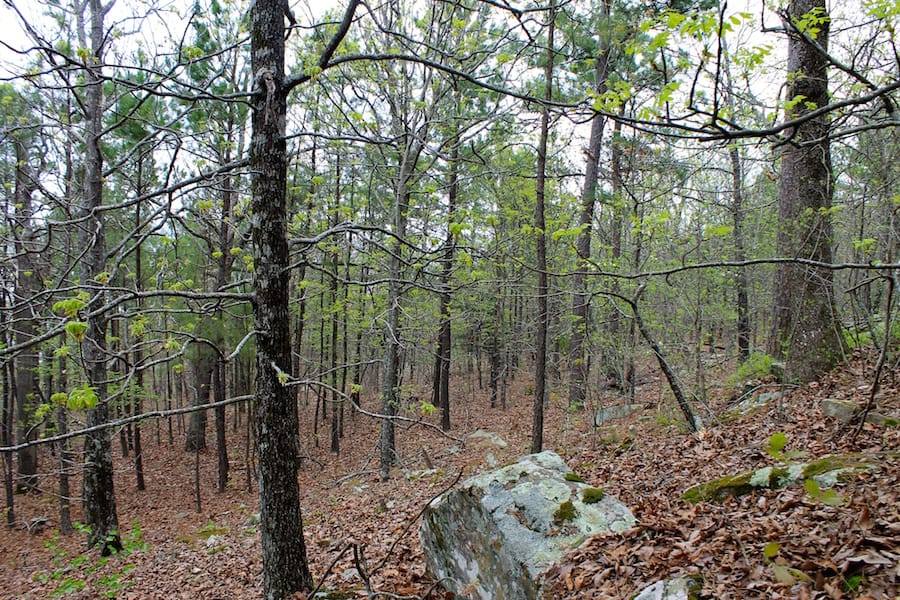 Trophy Ridge Phase III Tract 49 photo 12