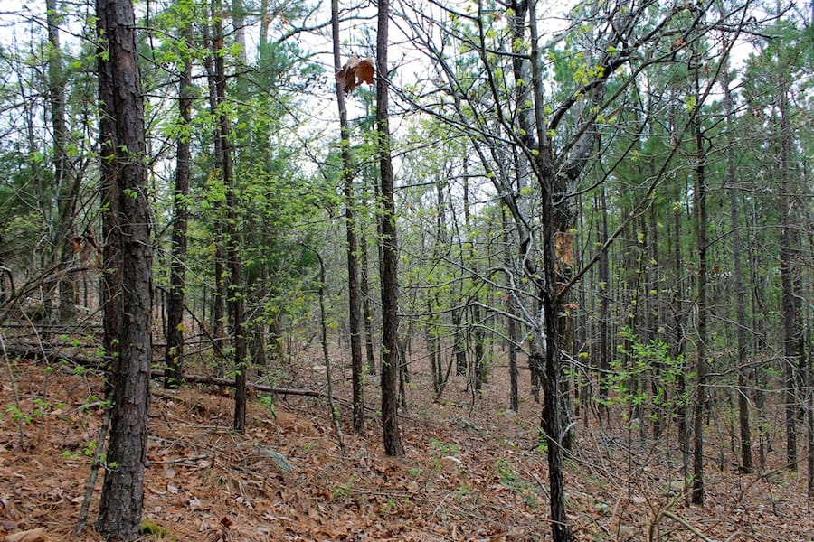 Trophy Ridge Phase III Tract 49 photo 13