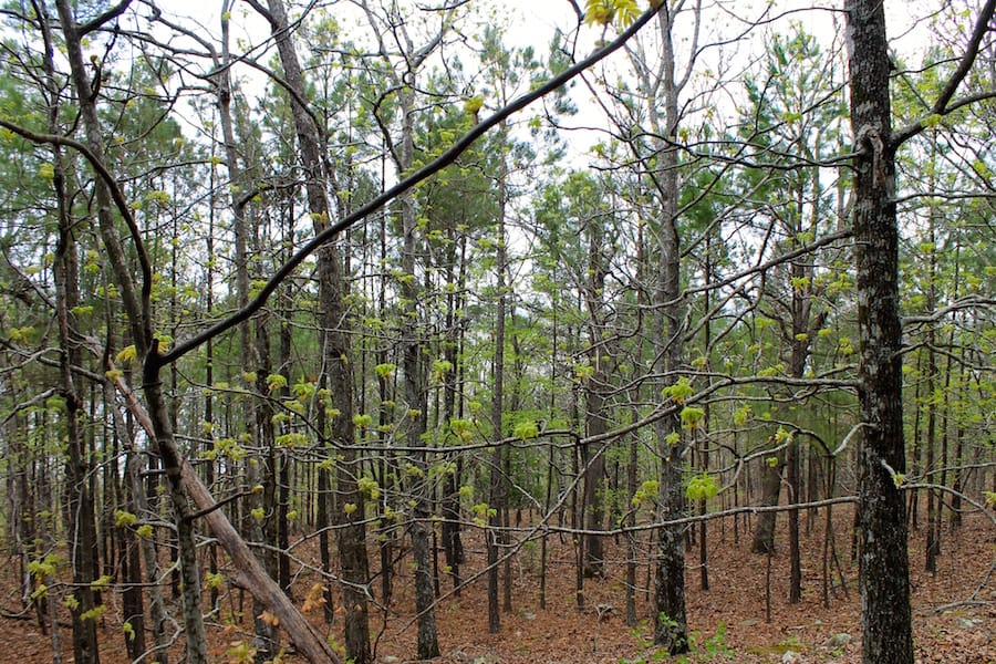 Trophy Ridge Phase III Tract 49 photo 14