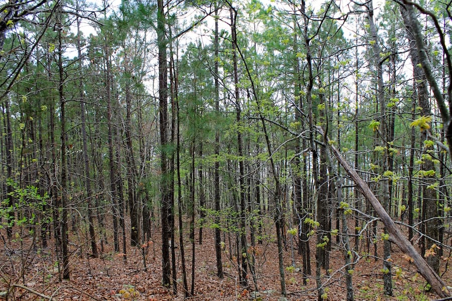 Trophy Ridge Phase III Tract 49 photo 15