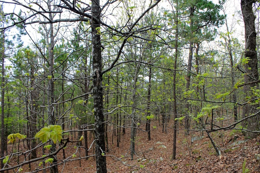 Trophy Ridge Phase III Tract 49 photo 16