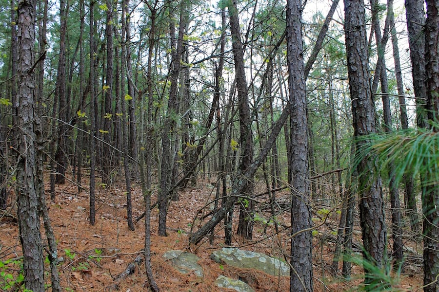 Trophy Ridge Phase III Tract 49 photo 17