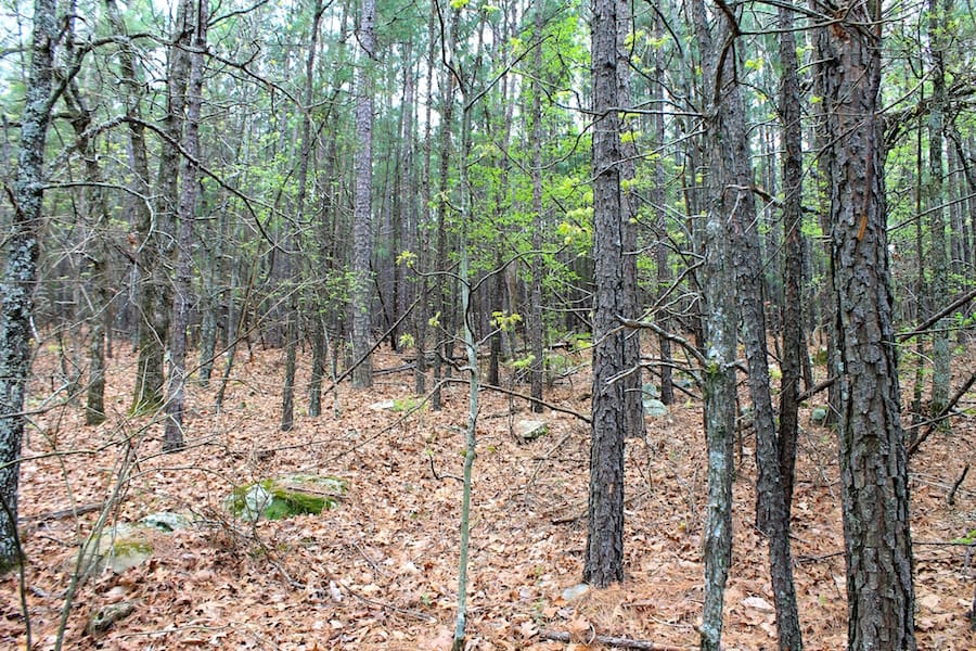 Trophy Ridge Phase III Tract 49 photo 18
